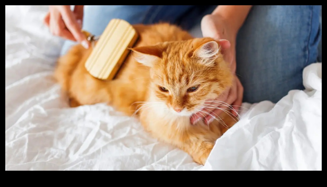 Bakım Bolluğu: Kedi Bakımı Konusundaki Bilginizi Genişletin