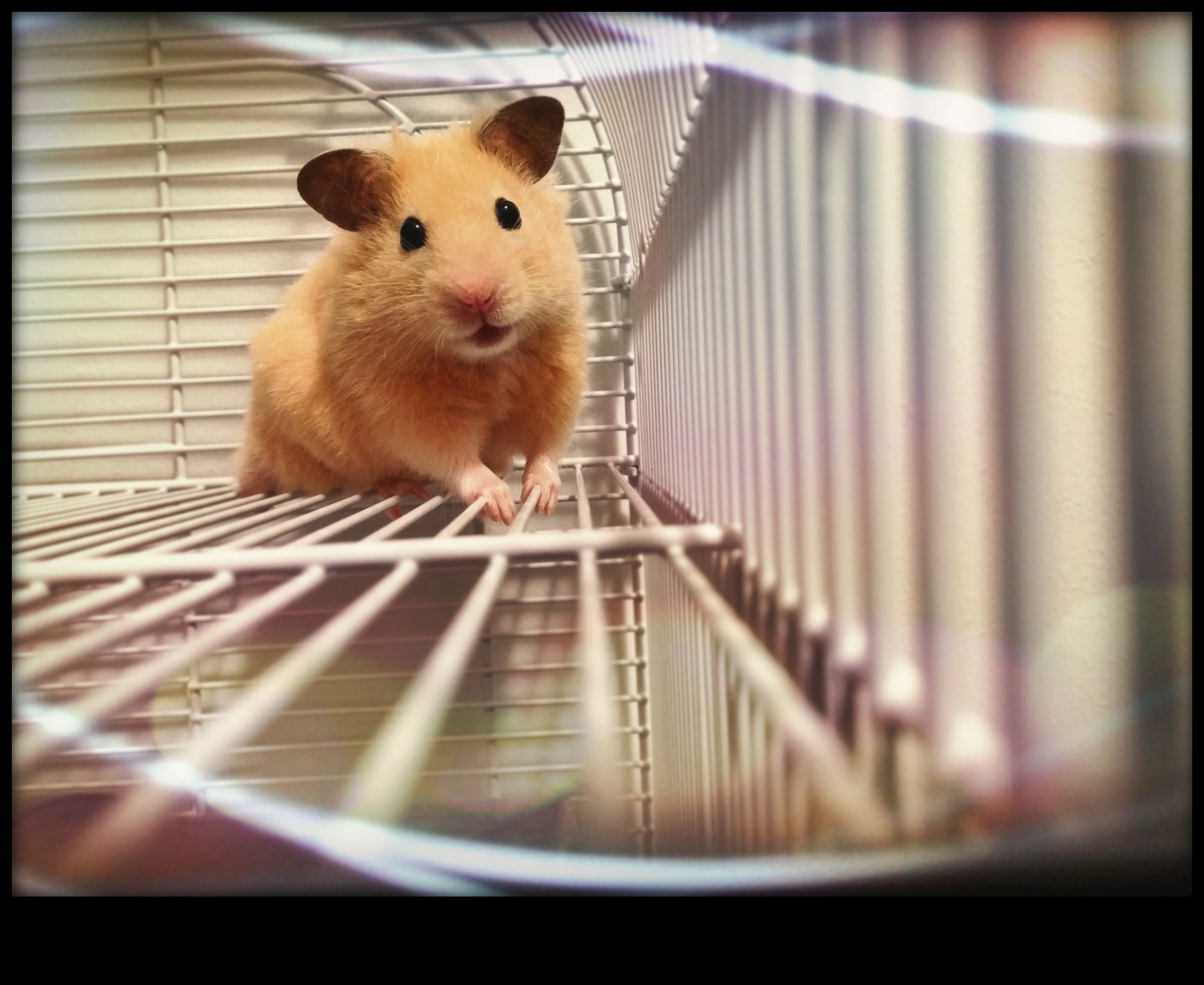 Hamster Irkları Devam Ediyor: Nadir Çeşitlerin Benzersiz Özellikleri