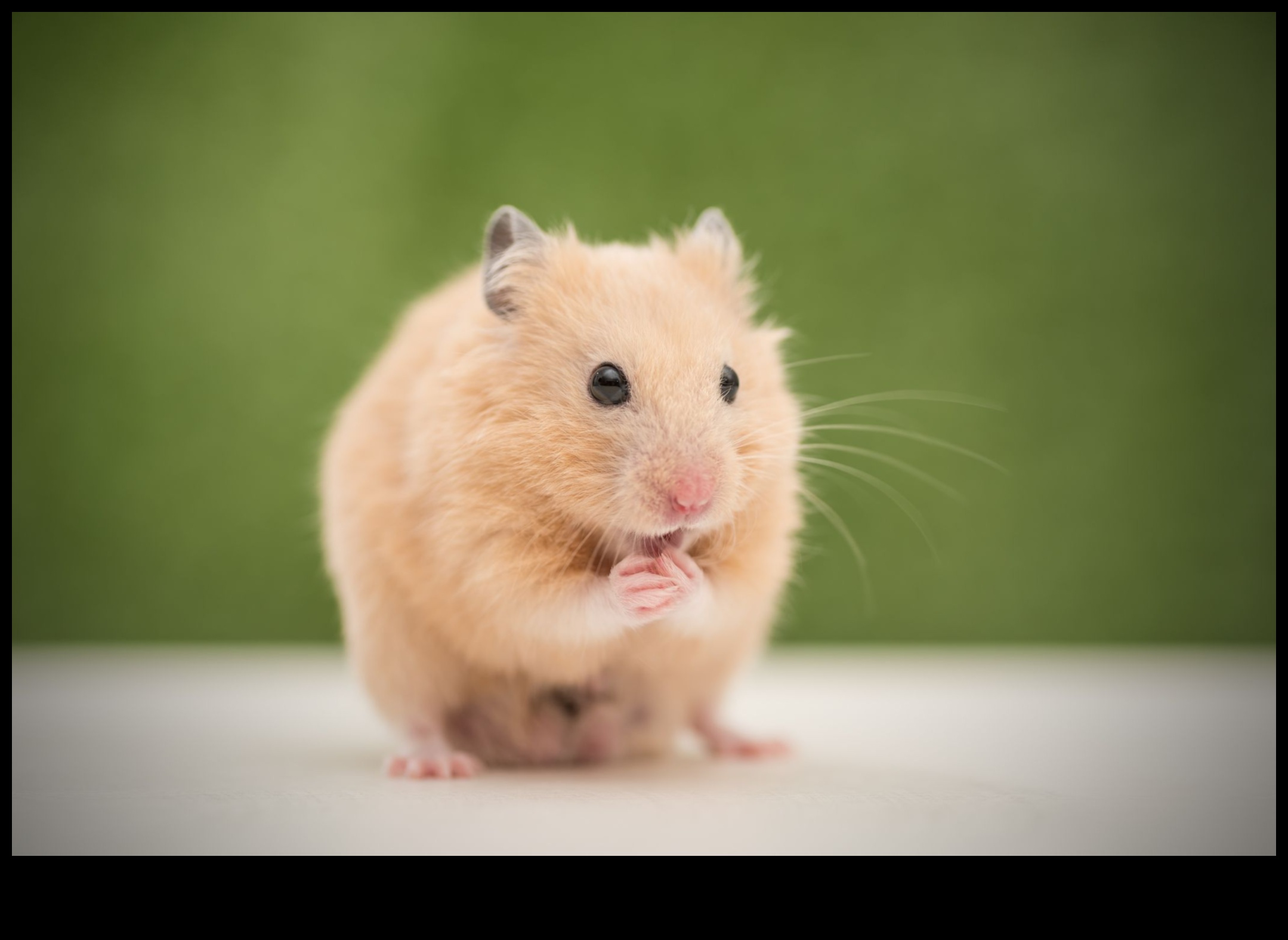 Hamster Irkları Devam Ediyor: Nadir Çeşitlerin Benzersiz Özellikleri