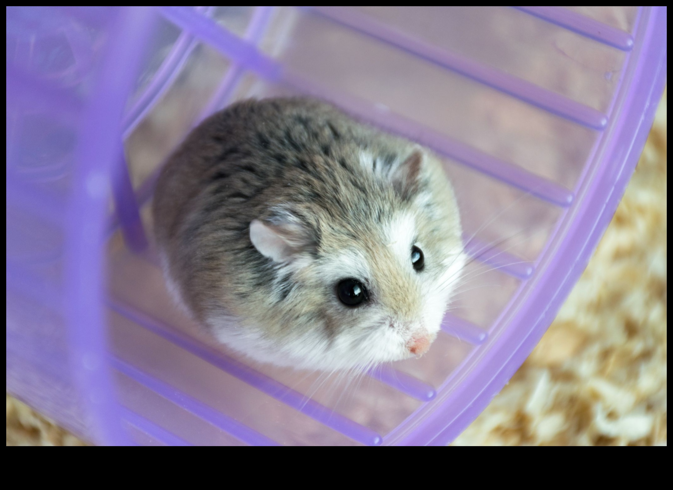 Hamster Irkları Devam Ediyor: Nadir Çeşitlerin Benzersiz Özellikleri