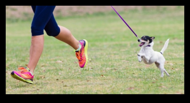 Fitness Fidos: Köpeğinizi Aktif ve Sağlıklı Tutmak