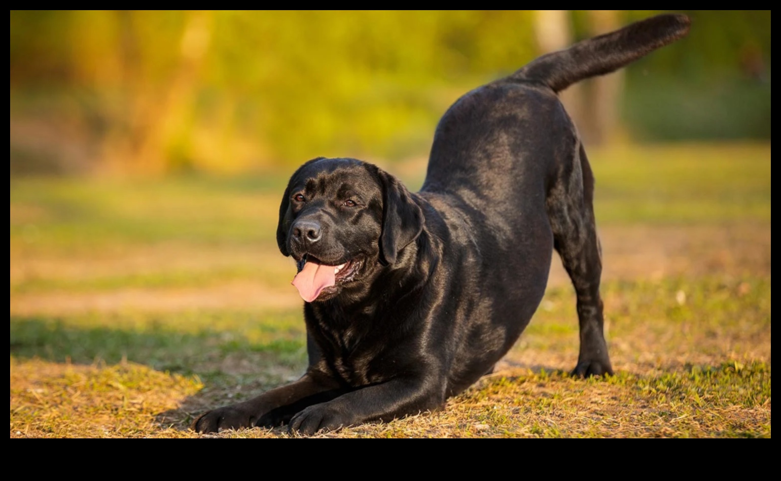 Fitness Fidos: Köpeğinizi Aktif ve Sağlıklı Tutmak