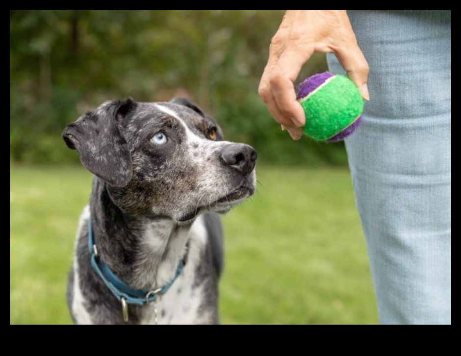 Getirmenin Ötesinde: Mutlu ve Sağlıklı Bir Köpek İçin Uyarıcı Oyunlar