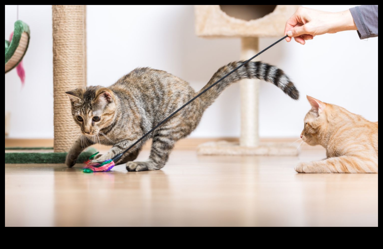 Kendin Yap Kedi Oyuncakları Devam Ediyor: Eğlence İçin Yenilikçi Oyuncaklar Üretmek