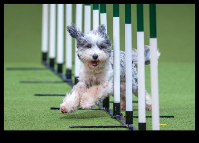 Fitness Fidos Köpeğinizi Aktif ve Sağlıklı Tutmak